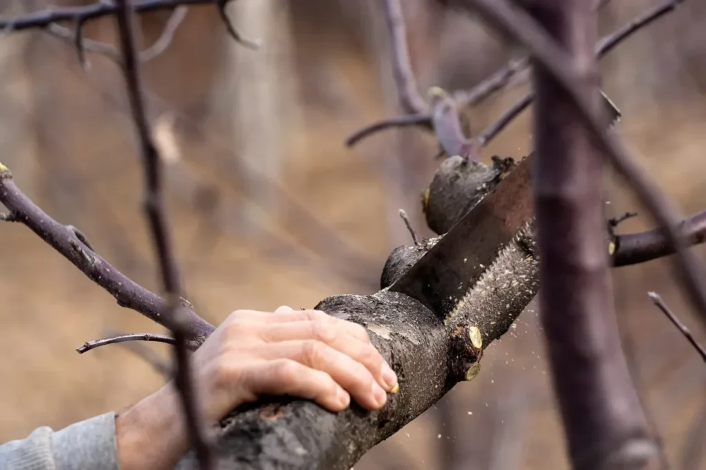 Ecco la corretta potatura per gli alberi nel tuo giardino: scopri la guida Ecco la corretta potatura per gli alberi nel tuo giardino: scopri la guida