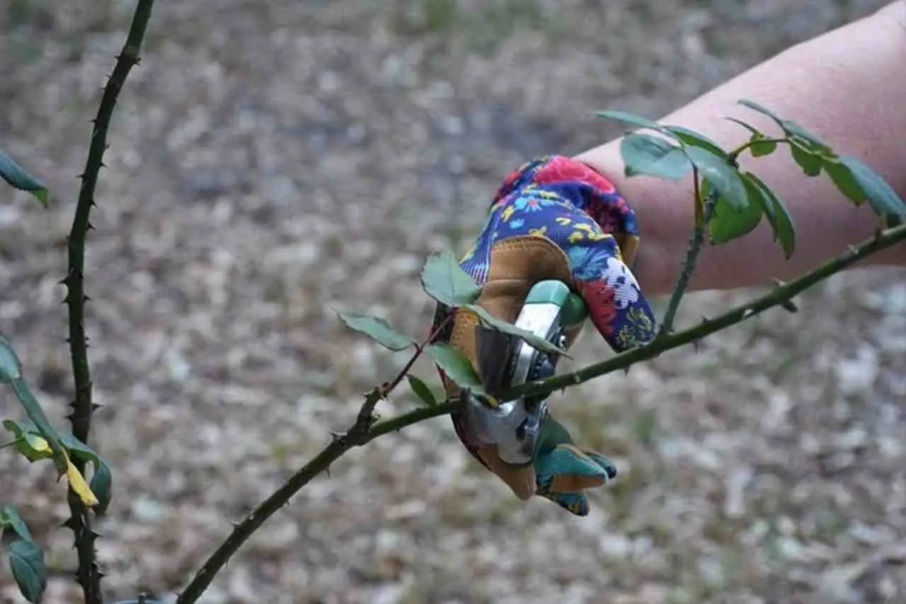 Ecco la corretta potatura per gli alberi nel tuo giardino: scopri la guida Ecco la corretta potatura per gli alberi nel tuo giardino: scopri la guida