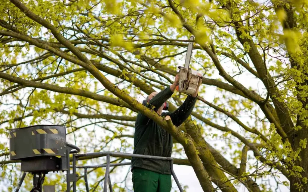 Quando potare gli alberi ornamentali: i consigli dell’agronomo per un risultato ottimale Quando potare gli alberi ornamentali: i consigli dell’agronomo per un risultato ottimale