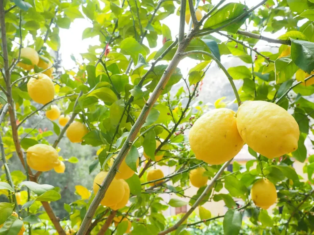 Come usare il limone per allontanare insetti e parassiti Come usare il limone per allontanare insetti e parassiti