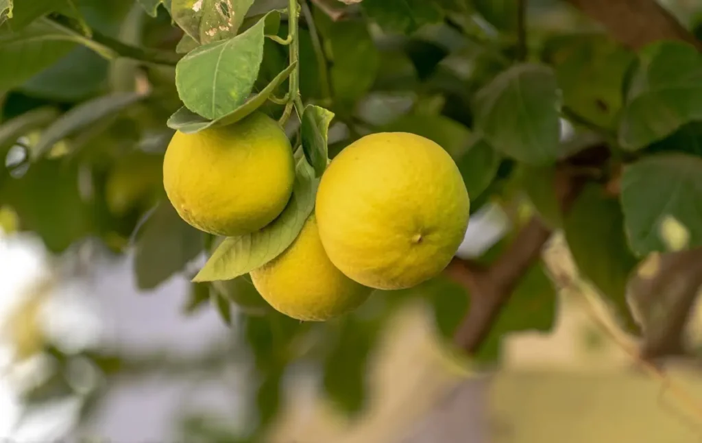 Come usare il limone per allontanare insetti e parassiti Come usare il limone per allontanare insetti e parassiti