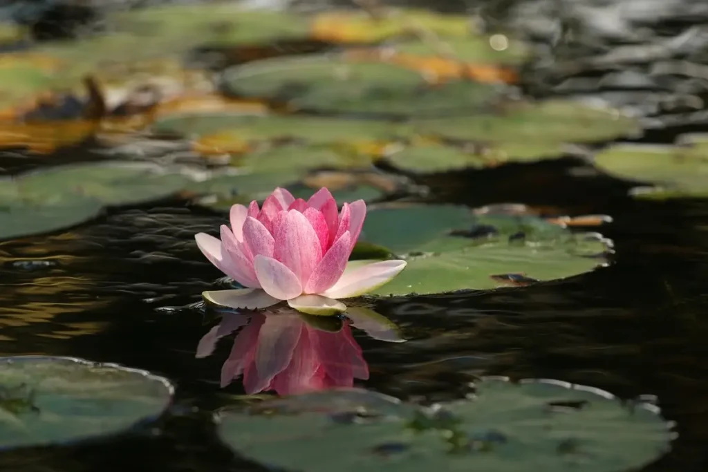 Come far radicare talee in acqua: il metodo che funziona Come far radicare talee in acqua: il metodo che funziona