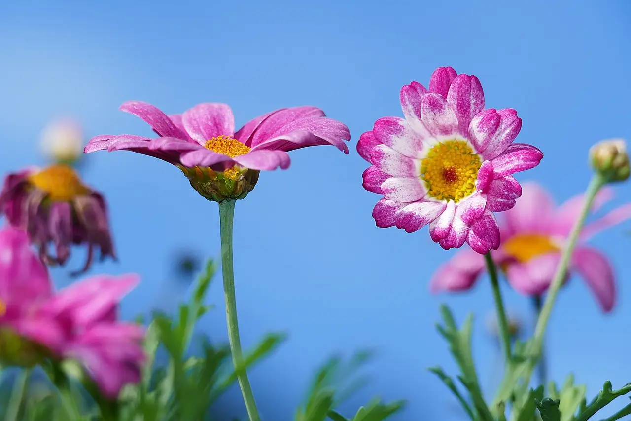 Le varietà di fiori da piantare per un’esplosione di colori in estate Le varietà di fiori da piantare per un’esplosione di colori in estate