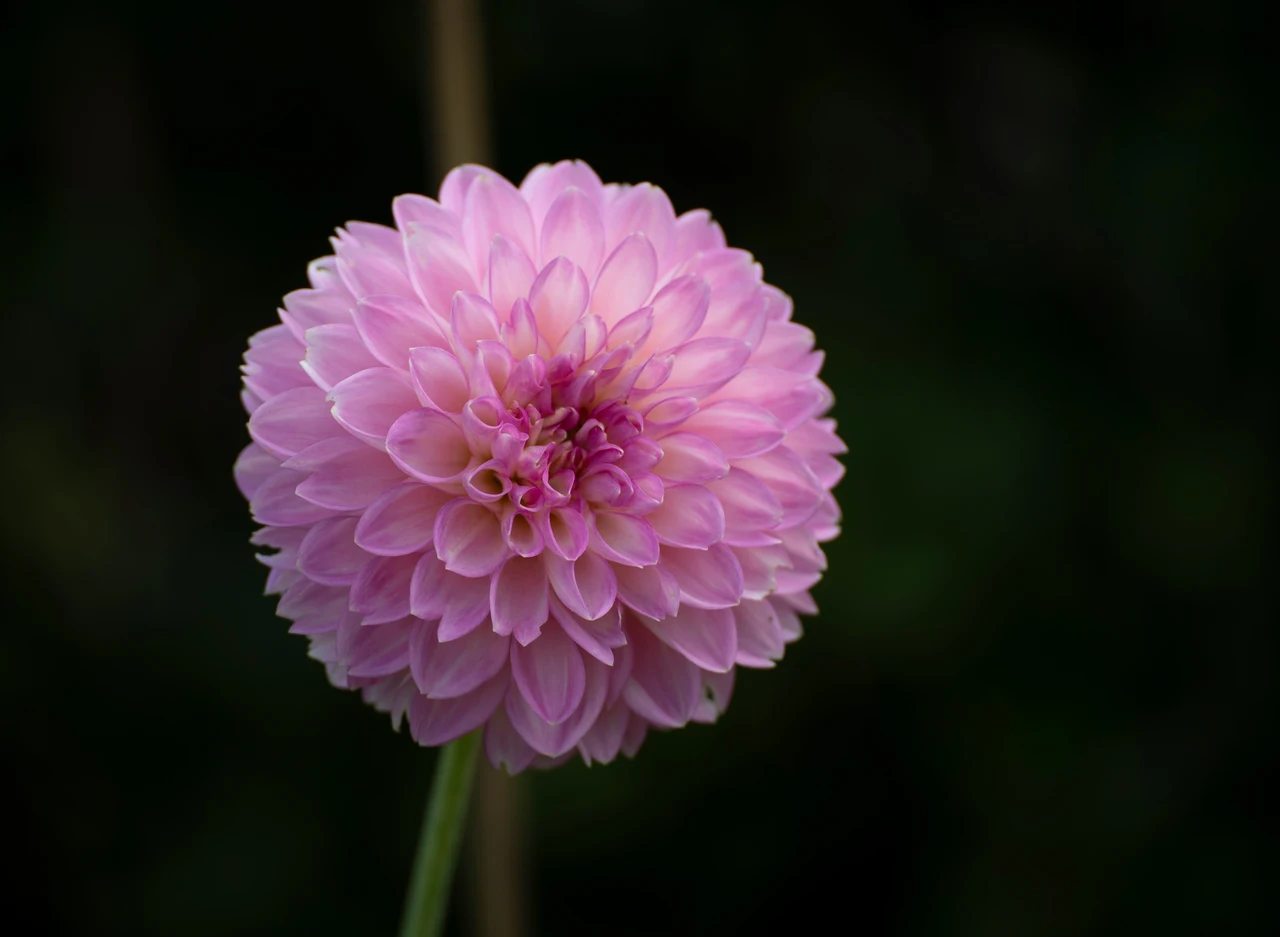 Le varietà di fiori da piantare per un’esplosione di colori in estate Immagine selezionata
