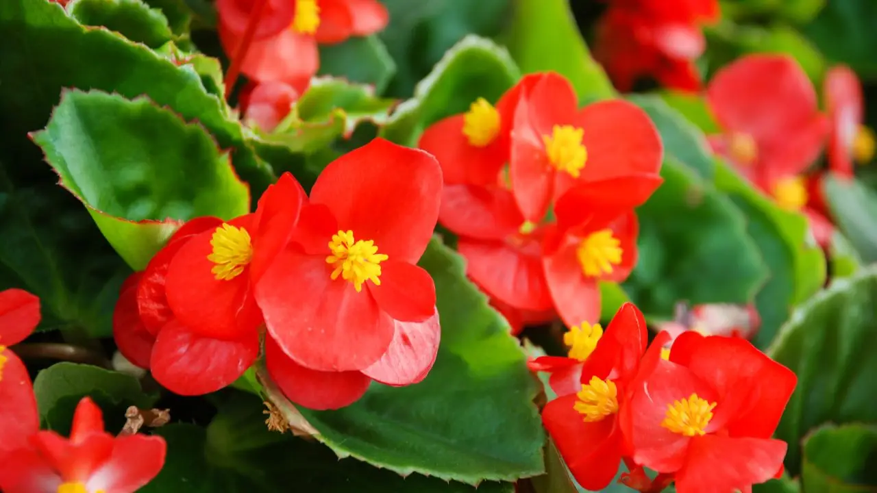 Le varietà di fiori da piantare per un’esplosione di colori in estate Immagine selezionata