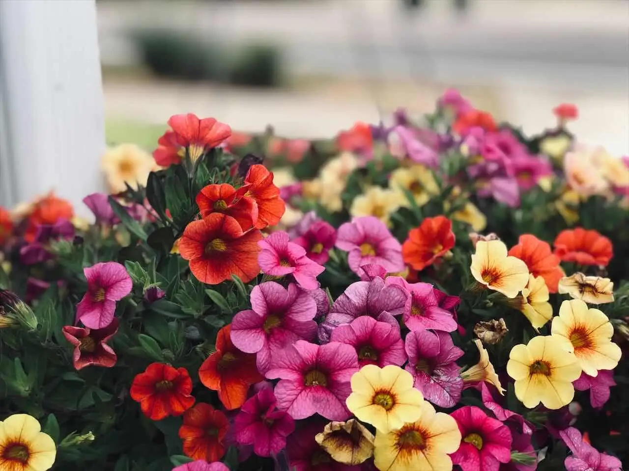Le varietà di fiori da piantare per un’esplosione di colori in estate Immagine selezionata