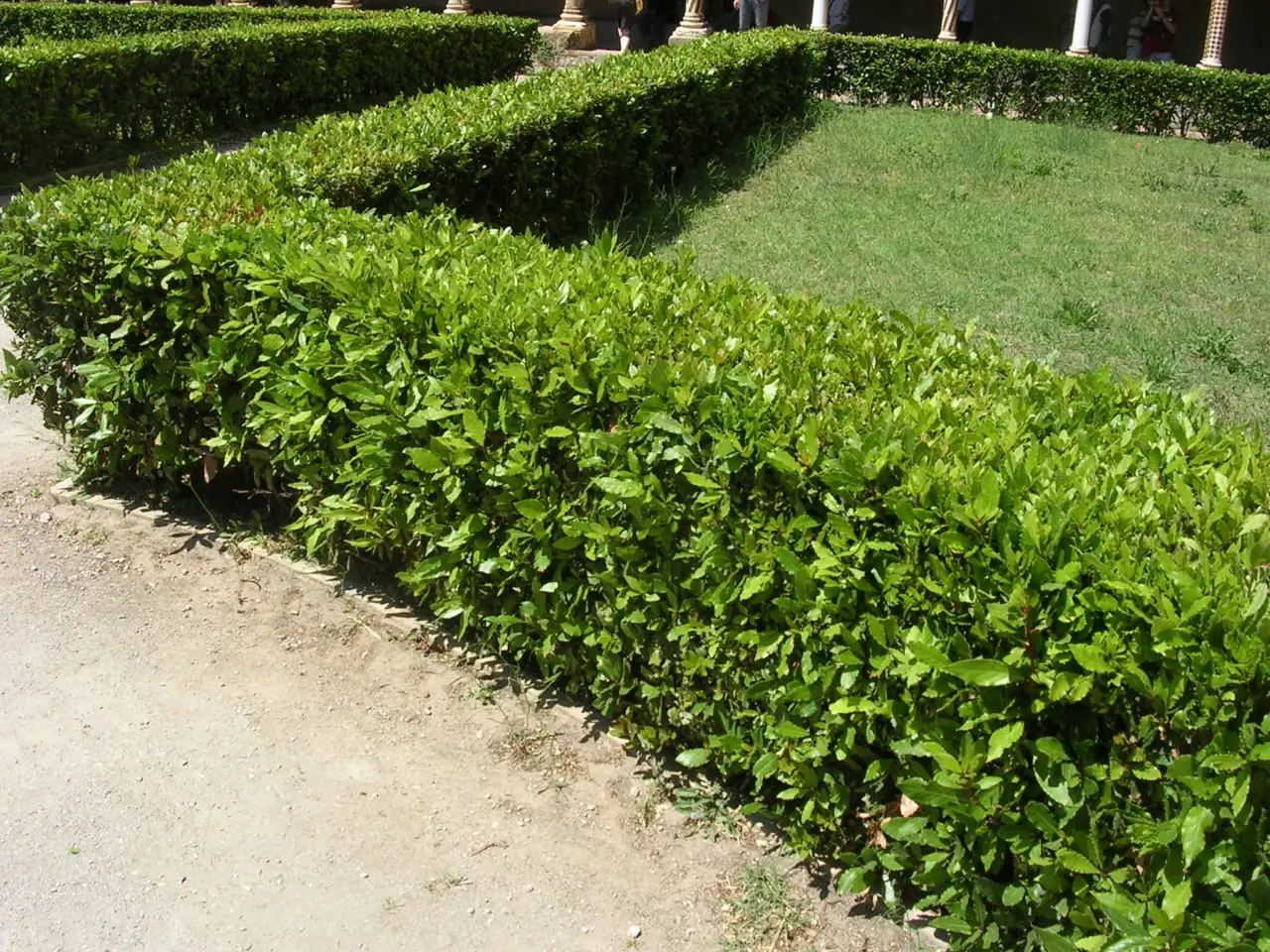 Recinti con giardino scatta l’obbligo di avvisare i vicini per legge Immagine selezionata