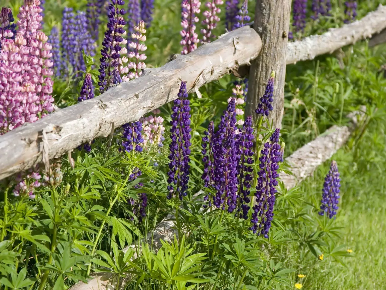 Recinti con giardino scatta l’obbligo di avvisare i vicini per legge Immagine selezionata