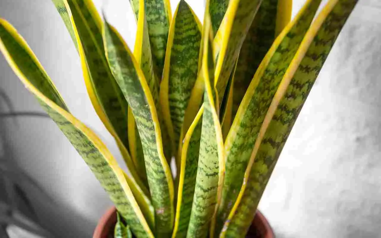Dove mettere la Sansevieria in casa? Ecco il consiglio degli esperti che cambia tutto! Dove mettere la Sansevieria in casa? Ecco il consiglio degli esperti che cambia tutto!
