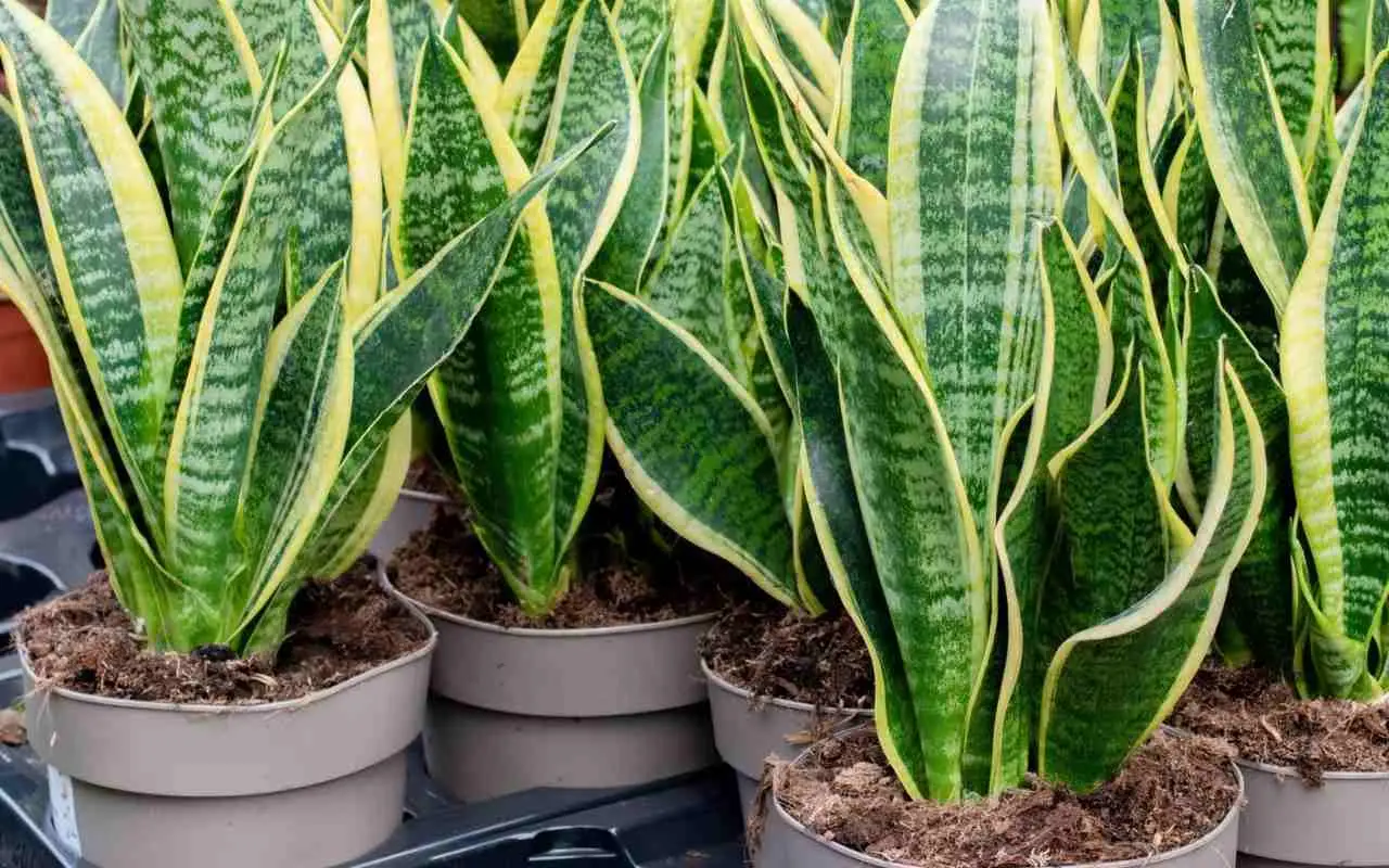 Dove mettere la Sansevieria in casa? Ecco il consiglio degli esperti che cambia tutto! Immagine selezionata