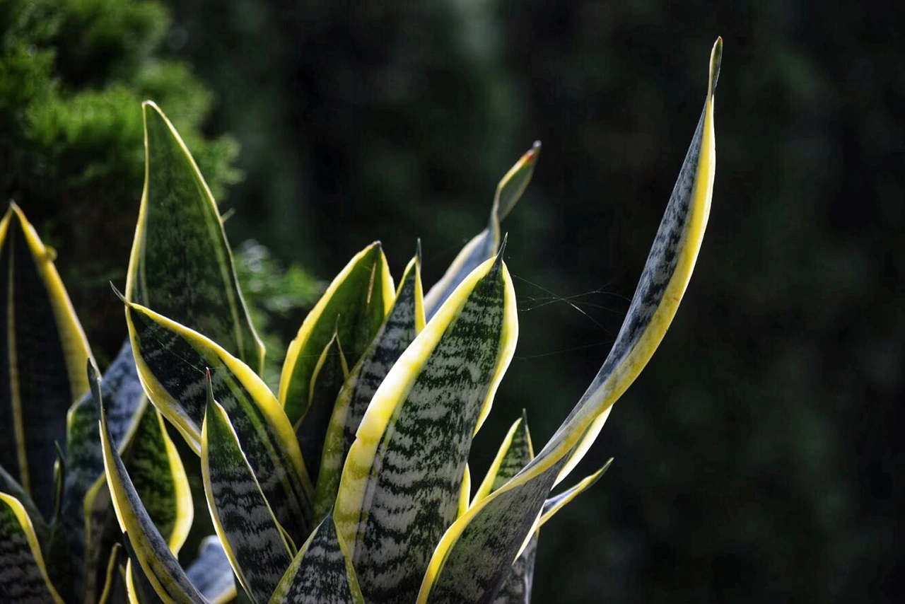 Dove mettere la Sansevieria in casa? Ecco il consiglio degli esperti che cambia tutto! Immagine selezionata