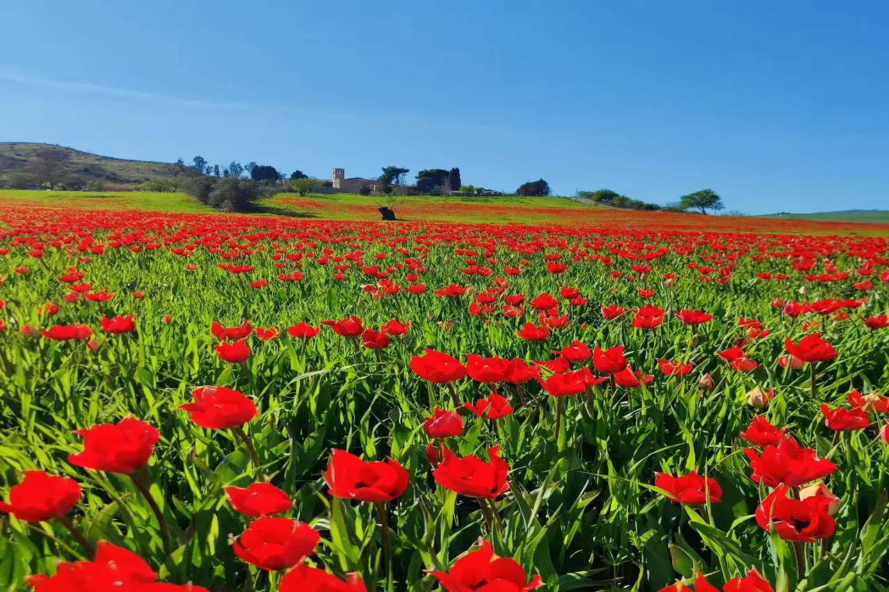 La natura si scatena: ecco la super fioritura che sta incantando tutti La natura si scatena: ecco la super fioritura che sta incantando tutti