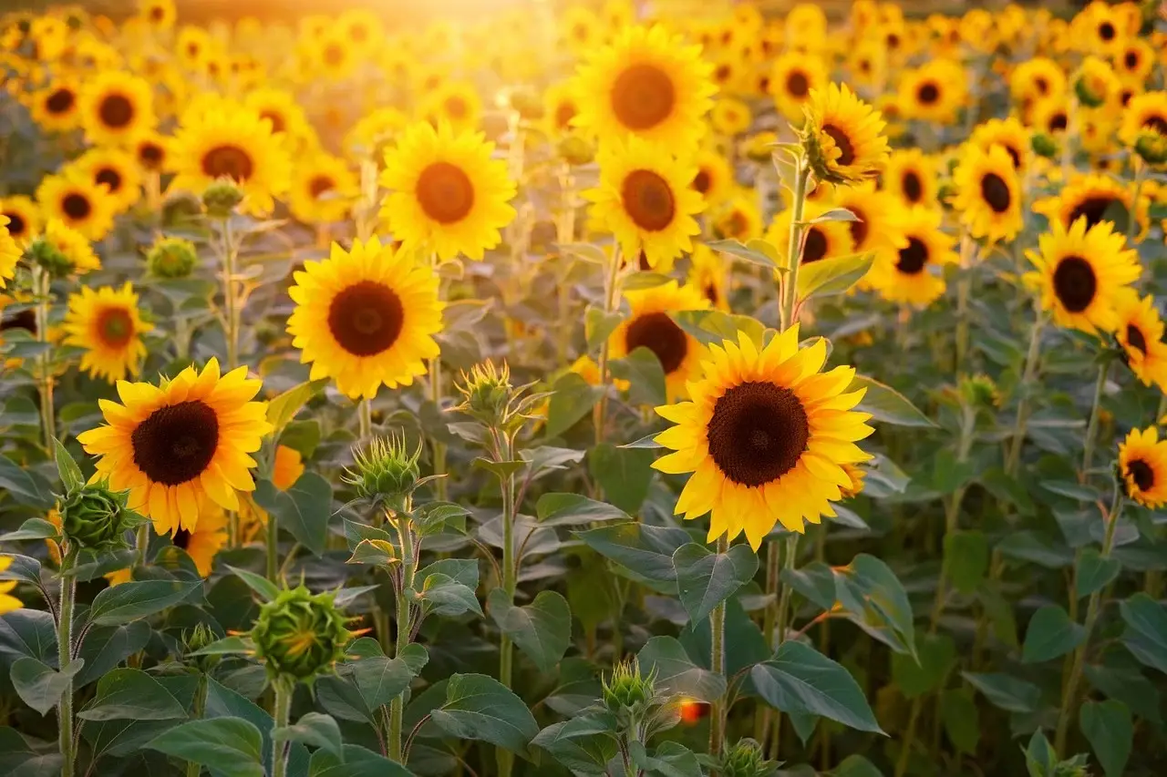 La natura si scatena: ecco la super fioritura che sta incantando tutti Immagine selezionata