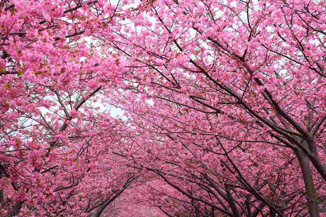 La natura si scatena: ecco la super fioritura che sta incantando tutti Immagine selezionata