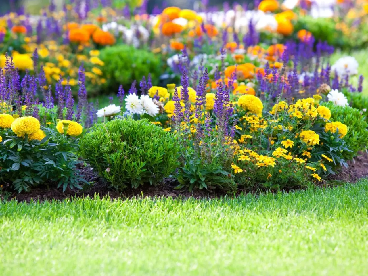 Questa pianta nel tuo giardino può mettere a rischio anche il tuo albero più amato Immagine selezionata