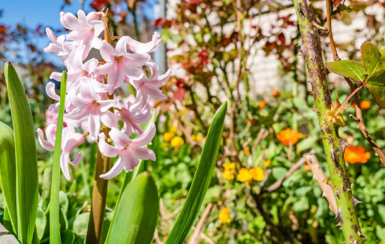 Questa pianta nel tuo giardino può mettere a rischio anche il tuo albero più amato Immagine selezionata