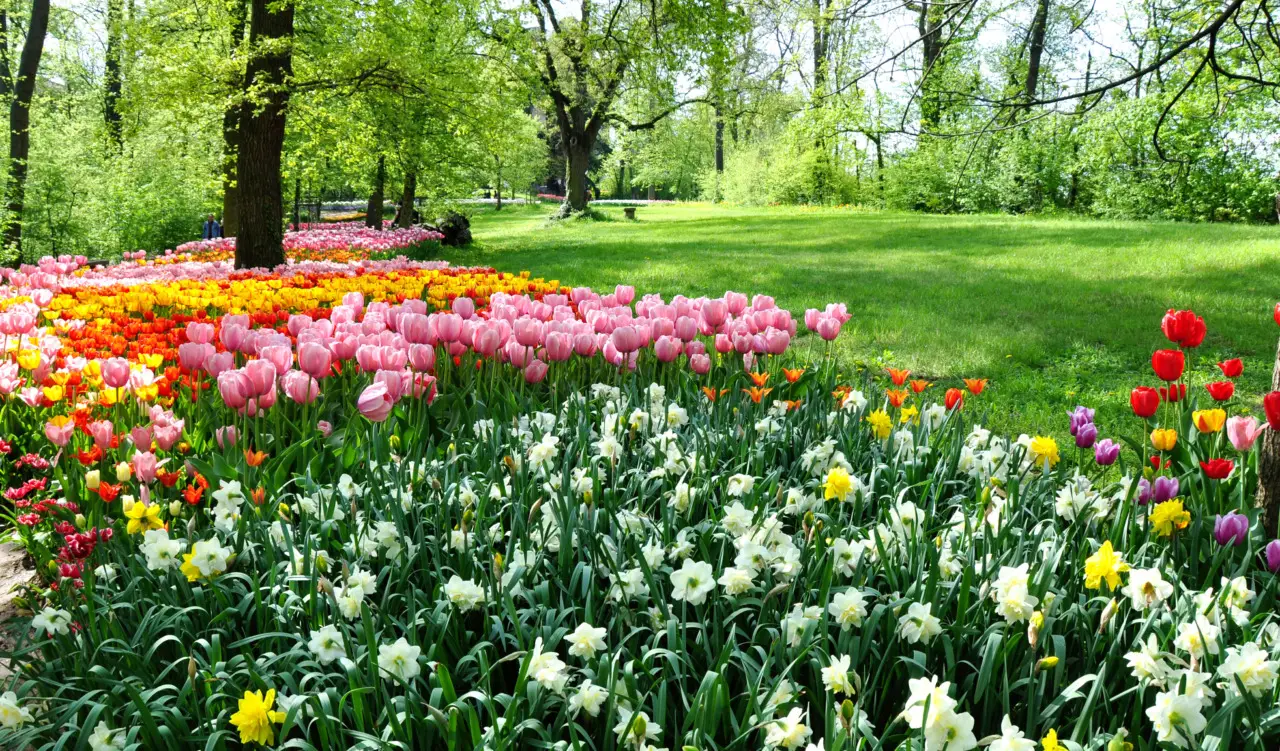 Questa pianta nel tuo giardino può mettere a rischio anche il tuo albero più amato Immagine selezionata