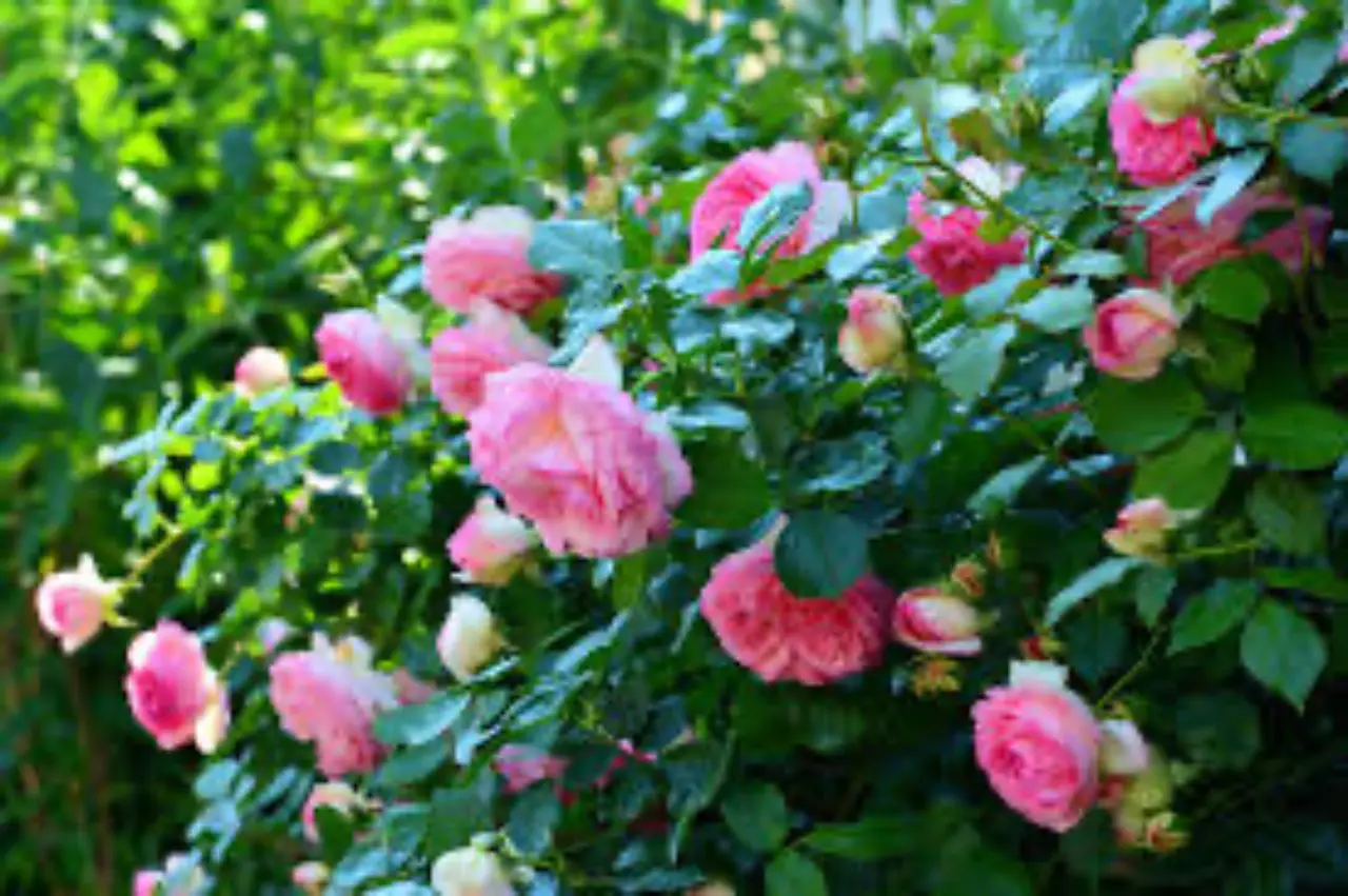 L’arbusto fiorito poco noto che regala colore al giardino in ogni stagione Immagine selezionata