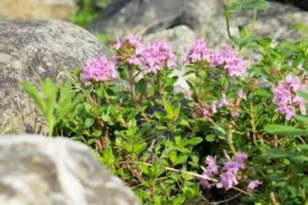 L’arbusto fiorito poco noto che regala colore al giardino in ogni stagione Immagine selezionata