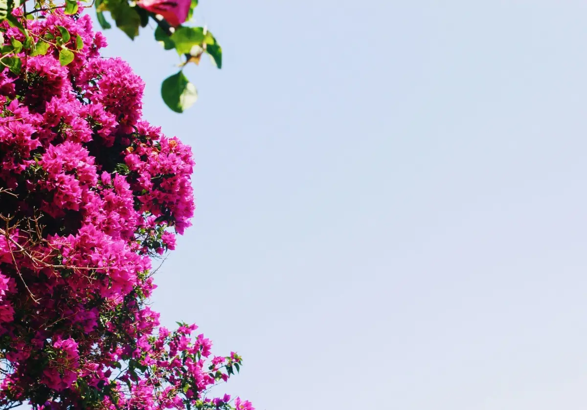L’arbusto fiorito poco noto che regala colore al giardino in ogni stagione Immagine selezionata