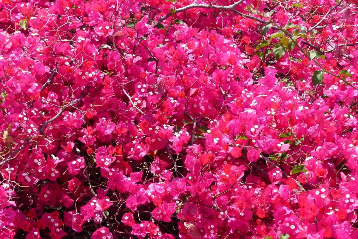 L’arbusto fiorito poco noto che regala colore al giardino in ogni stagione Immagine selezionata