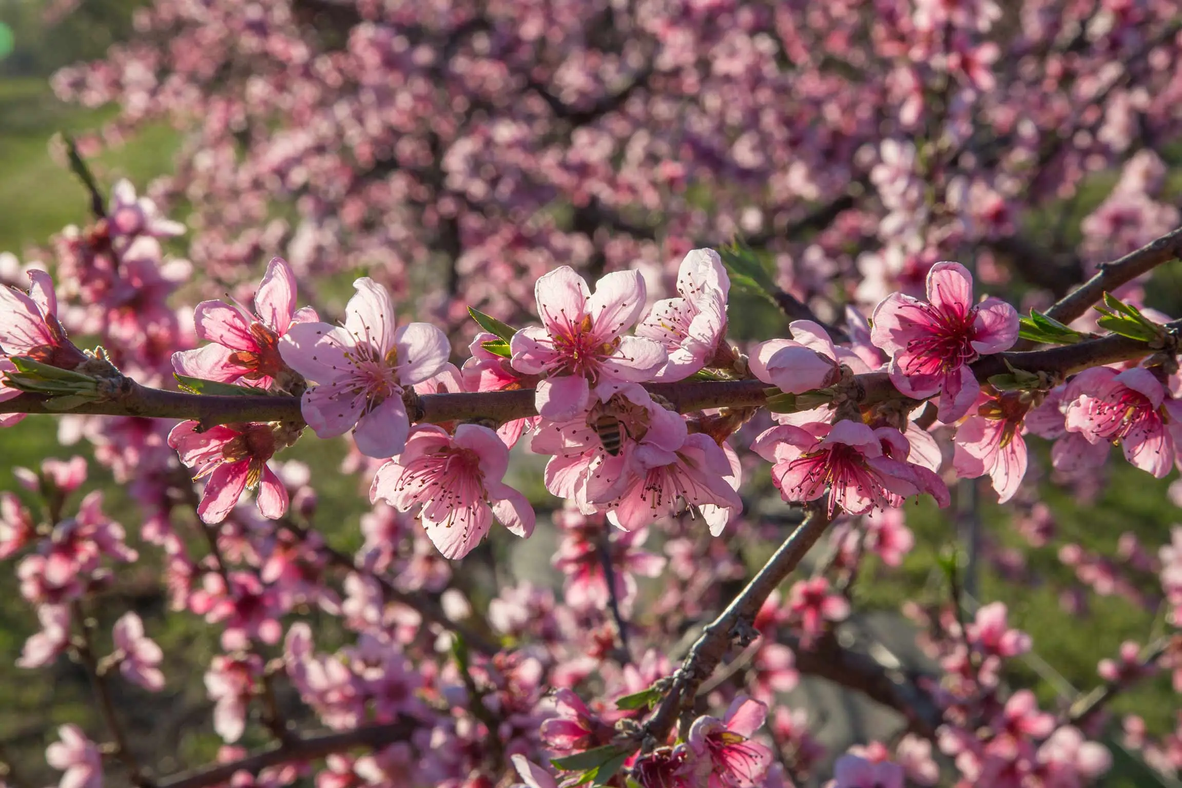 Come curare il pesco malato con una soluzione naturale davvero efficace