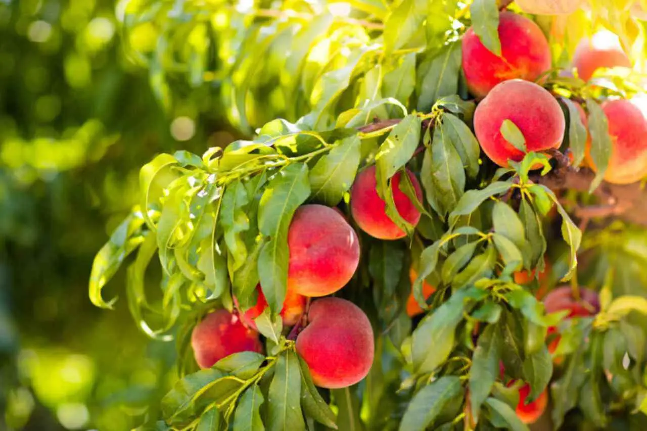 Come curare il pesco malato con una soluzione naturale davvero efficace Immagine selezionata