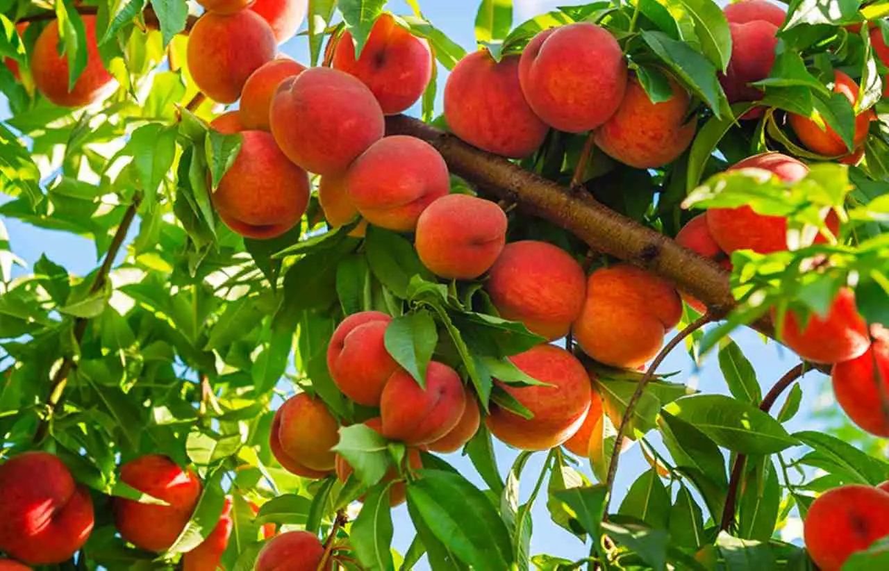 Come curare il pesco malato con una soluzione naturale davvero efficace Immagine selezionata