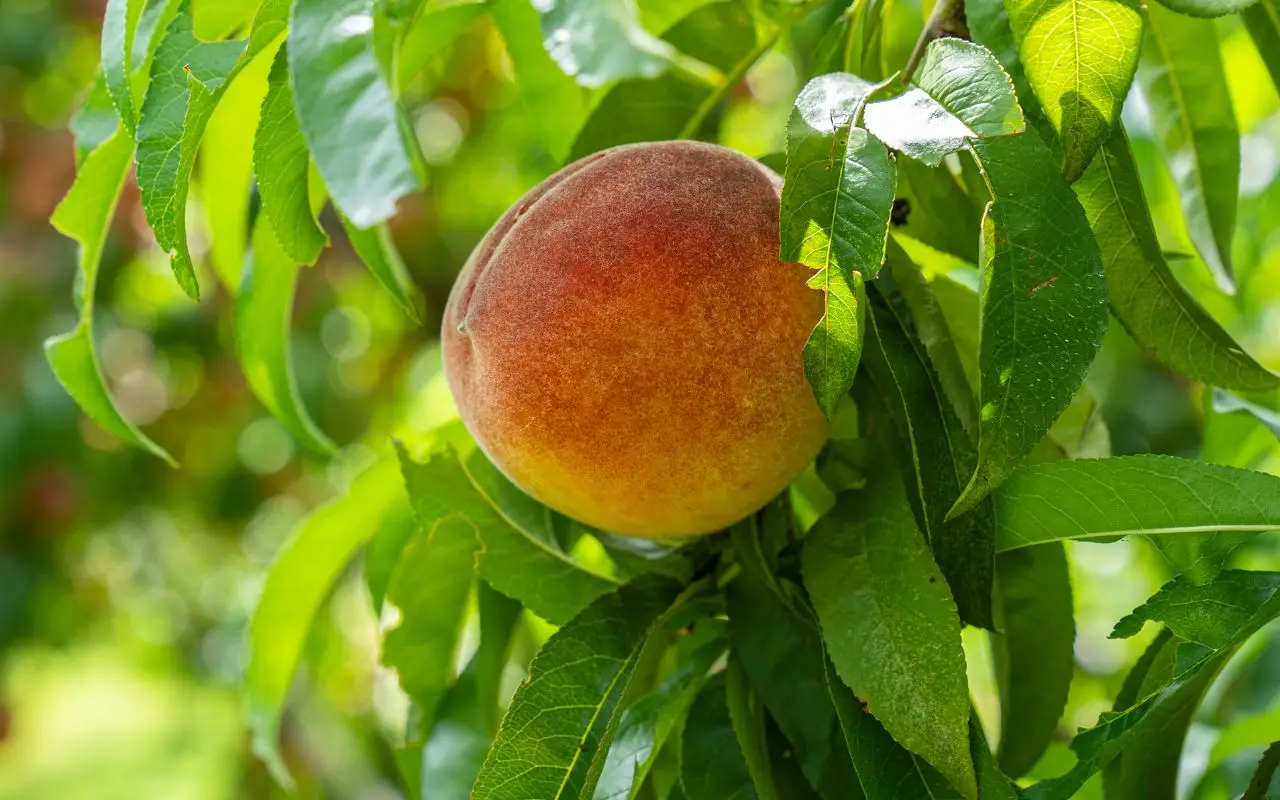 Come curare il pesco malato con una soluzione naturale davvero efficace Immagine selezionata
