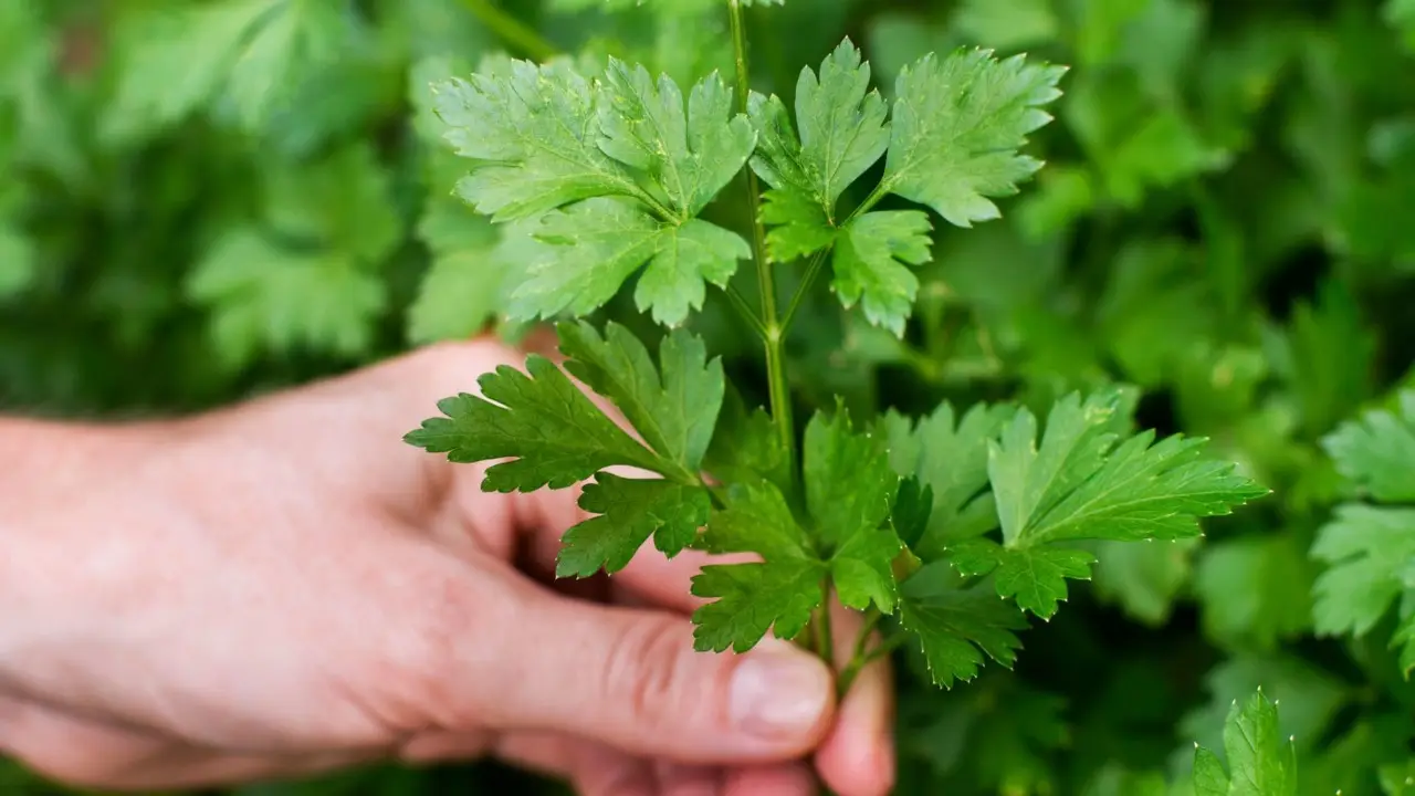 Vuoi il prezzemolo sempre fresco in giardino? Questi trucchi infallibili per coltivarlo per anni Immagine selezionata