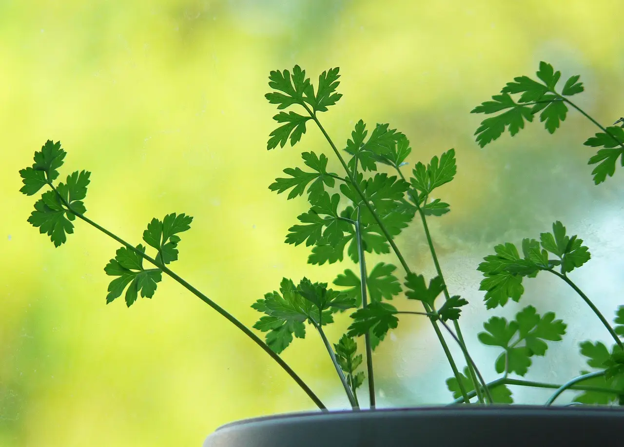 Vuoi il prezzemolo sempre fresco in giardino? Questi trucchi infallibili per coltivarlo per anni Immagine selezionata