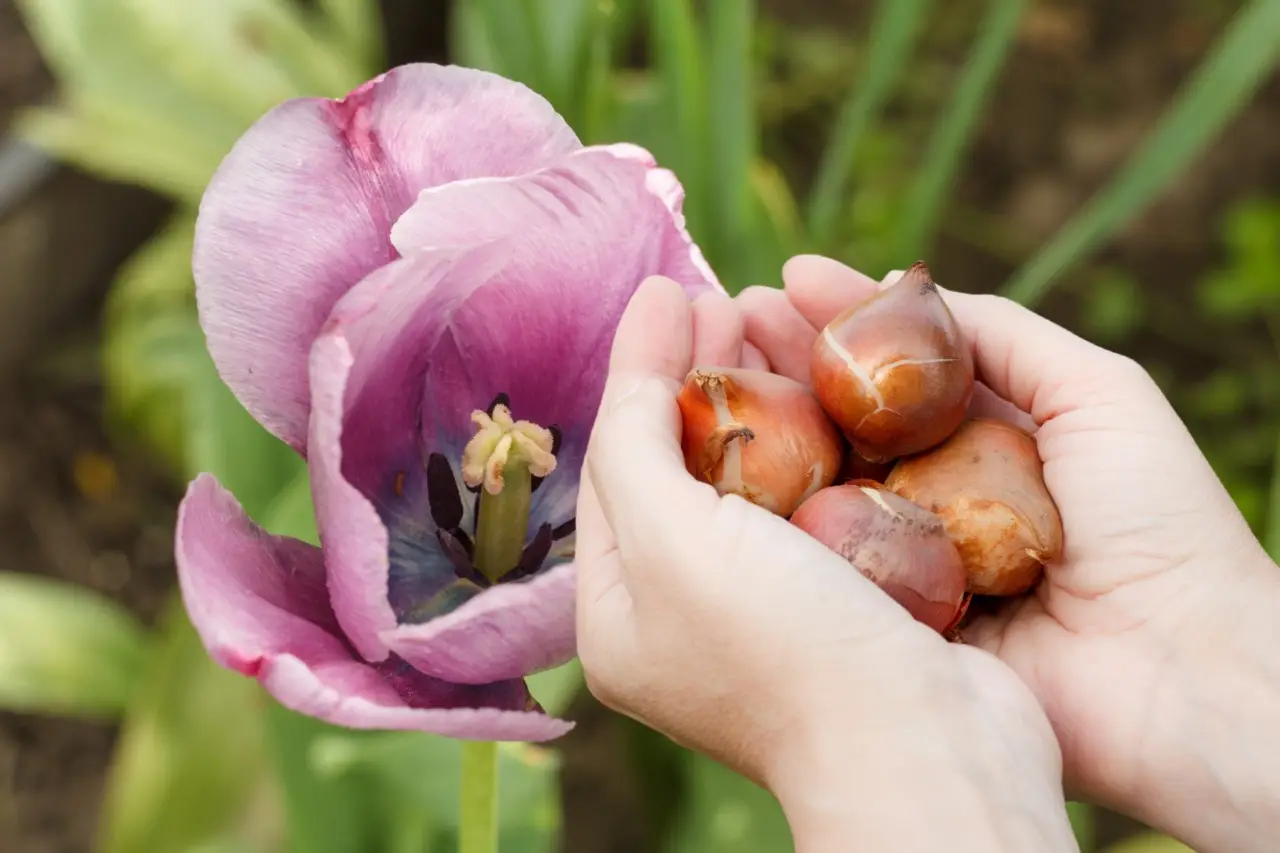 Come curare i bulbi di tulipano dopo la fioritura: i suggerimenti degli esperti Immagine selezionata