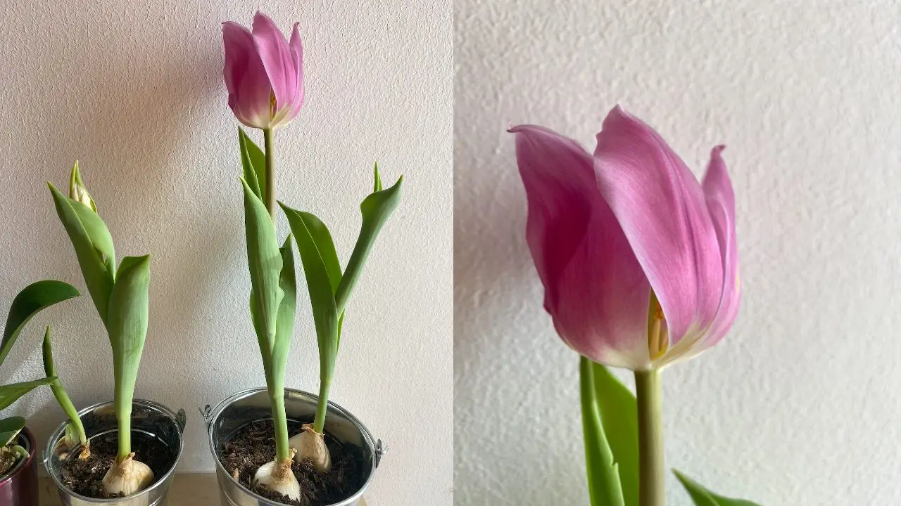 Come curare i bulbi di tulipano dopo la fioritura: i suggerimenti degli esperti Immagine selezionata