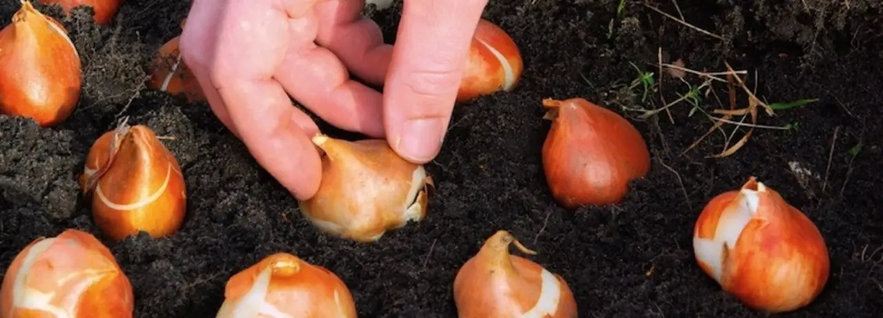 Come curare i bulbi di tulipano dopo la fioritura: i suggerimenti degli esperti Immagine selezionata
