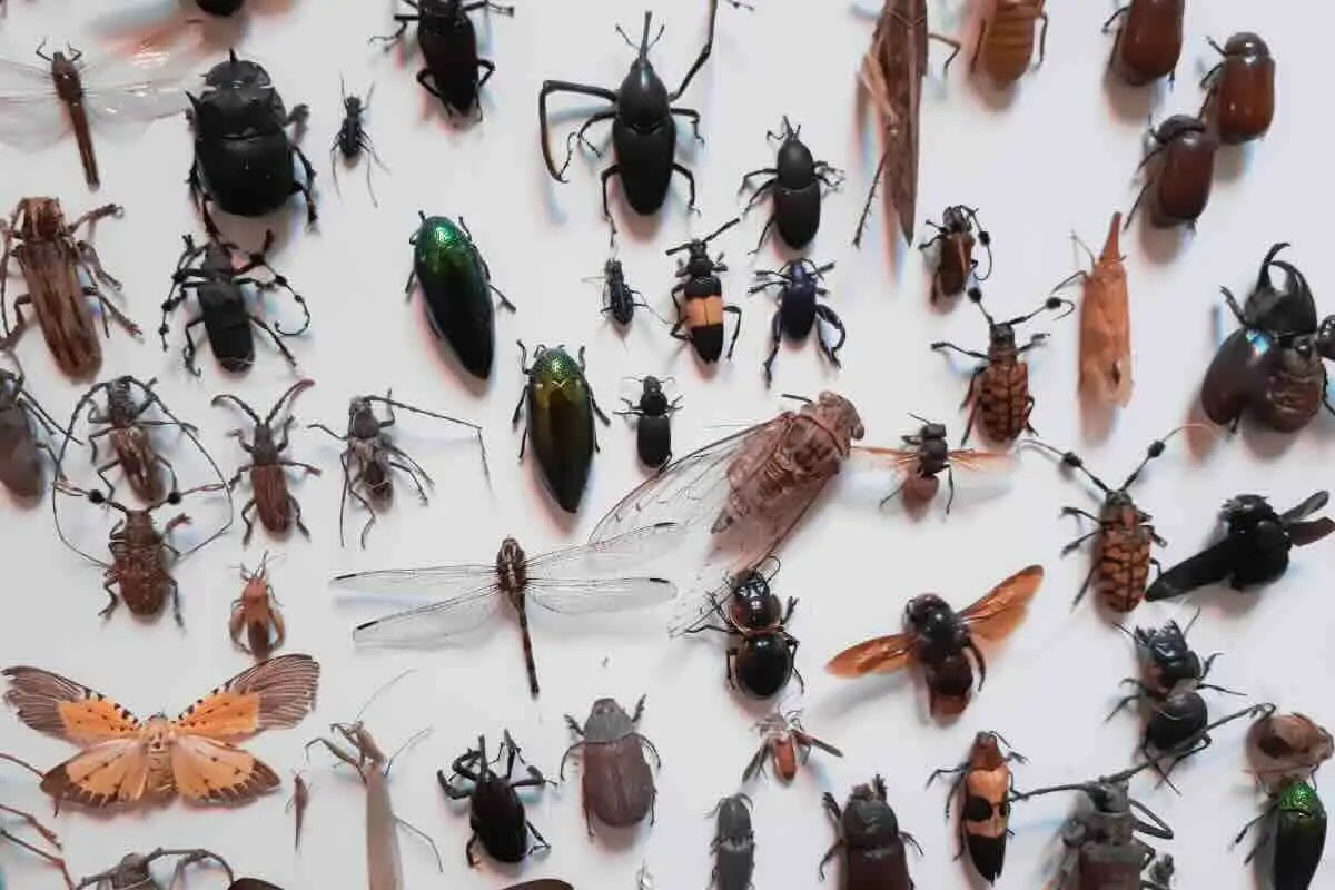 Insetti sconosciuti compaiono nelle abitazioni cosa si nasconde davvero dietro le finestre Immagine selezionata