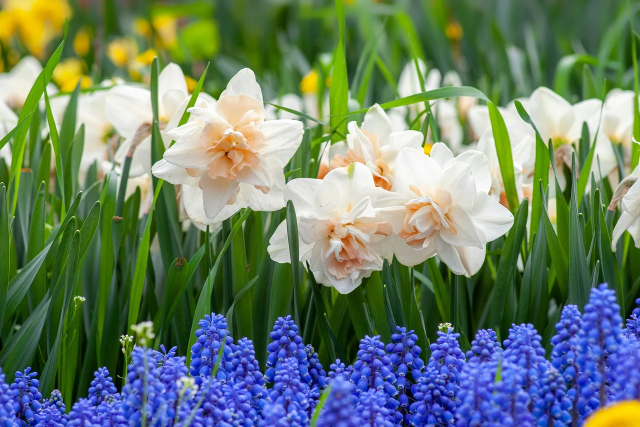 Primavera in fiore: sette piante che sbocciano in un lampo e trasformano il tuo giardino Primavera in fiore: sette piante che sbocciano in un lampo e trasformano il tuo giardino