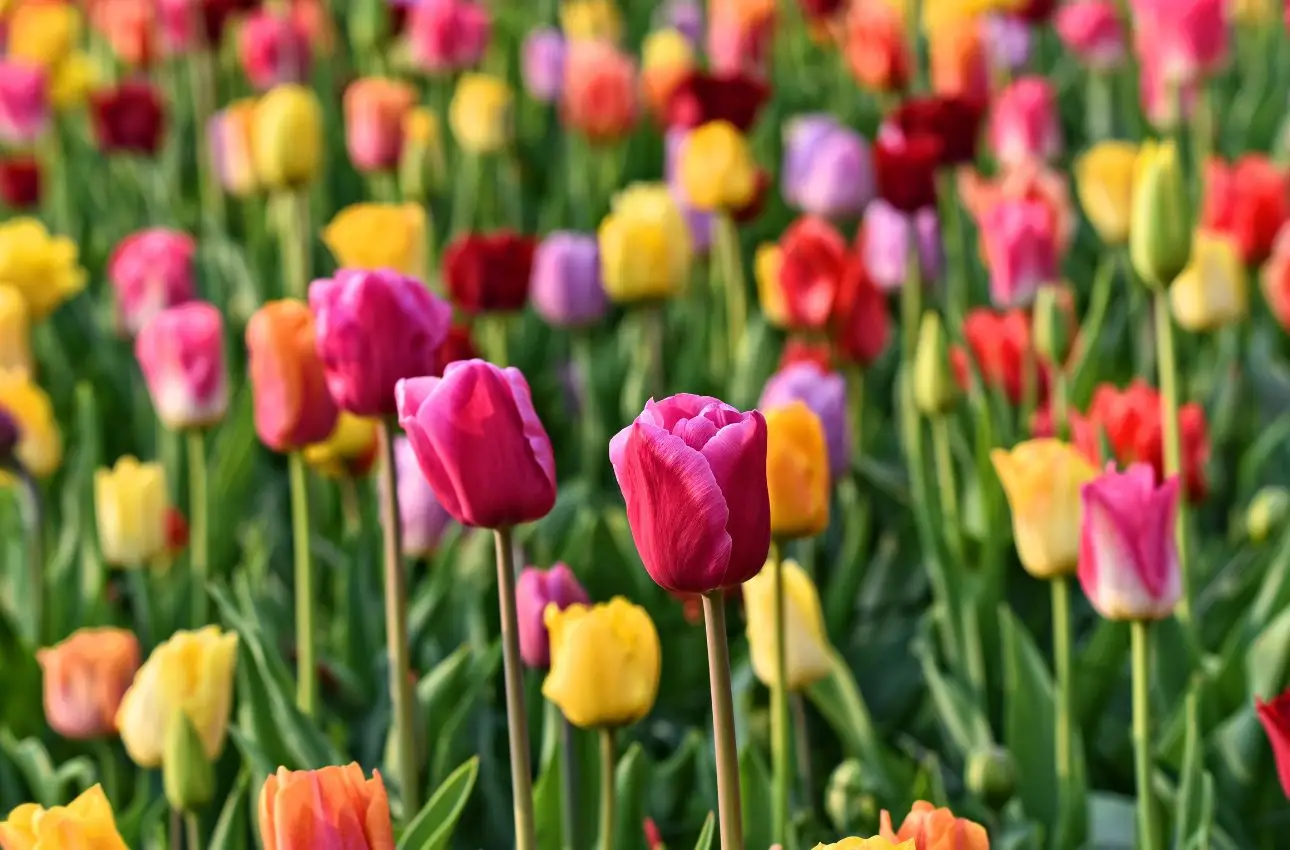 Primavera in fiore: sette piante che sbocciano in un lampo e trasformano il tuo giardino Immagine selezionata