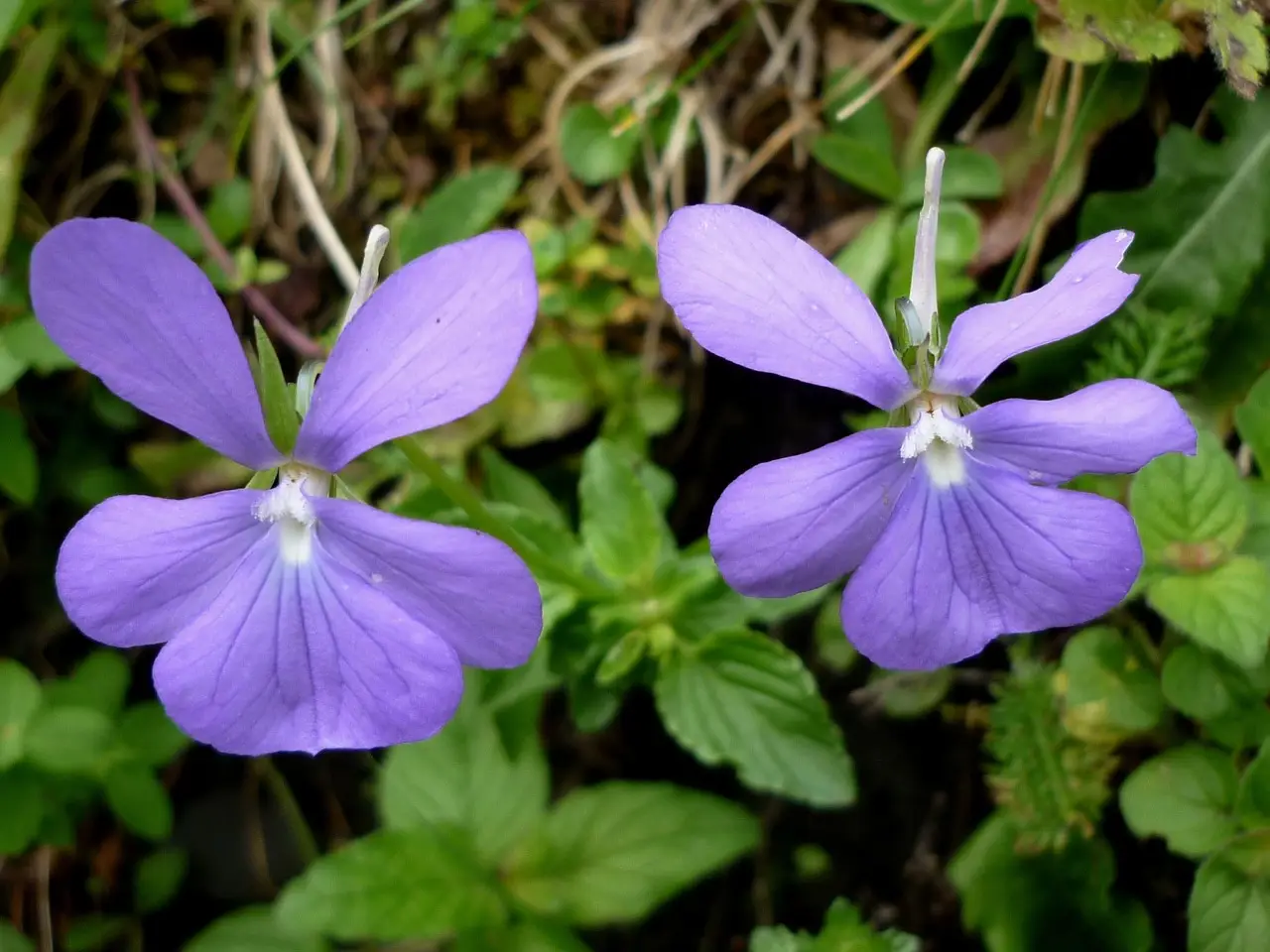 Primavera in fiore: sette piante che sbocciano in un lampo e trasformano il tuo giardino Immagine selezionata