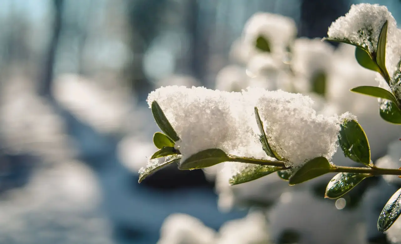 Primavera in fiore: sette piante che sbocciano in un lampo e trasformano il tuo giardino Immagine selezionata