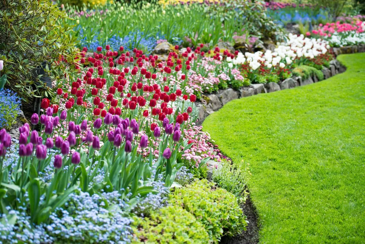 Primavera in fiore: sette piante che sbocciano in un lampo e trasformano il tuo giardino Immagine selezionata