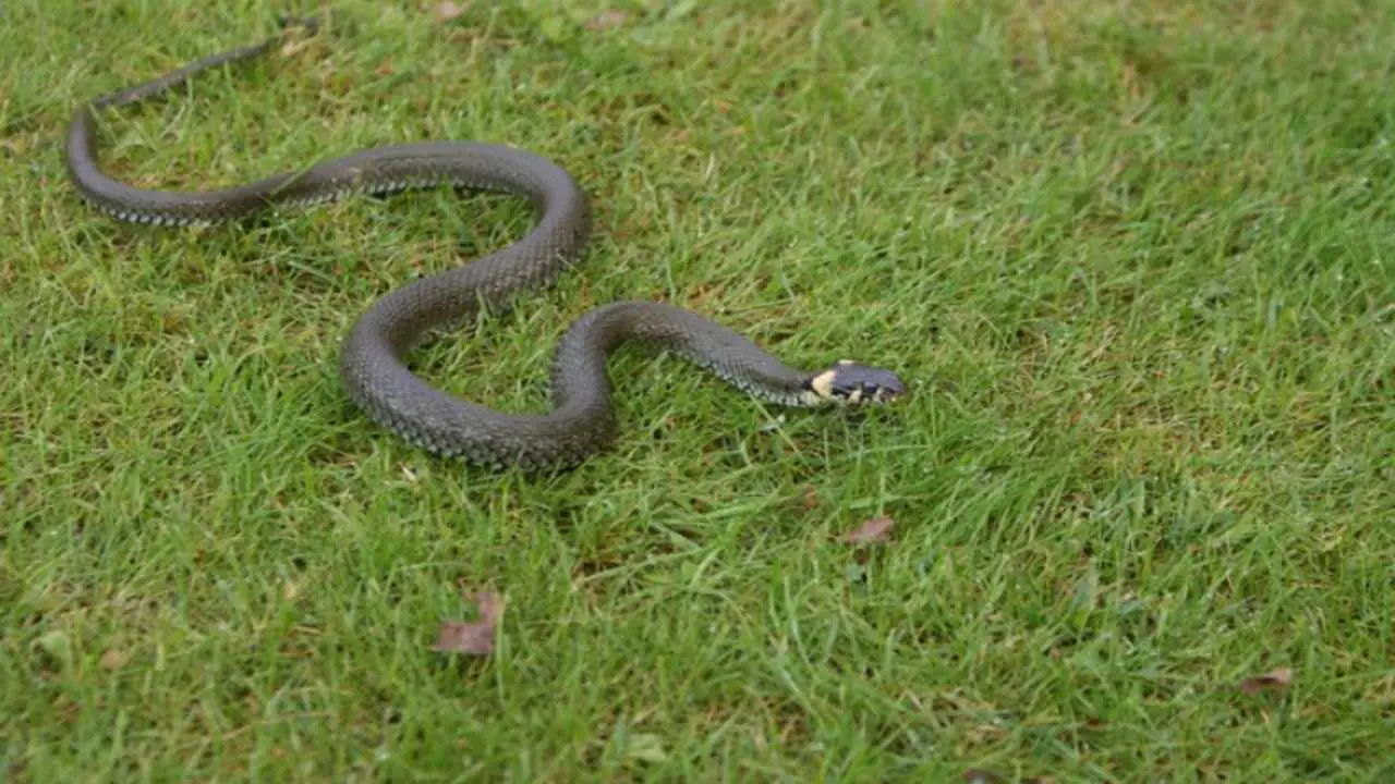 Questo albero da frutto attira serpenti: ecco perché è meglio evitarlo in giardino Immagine selezionata