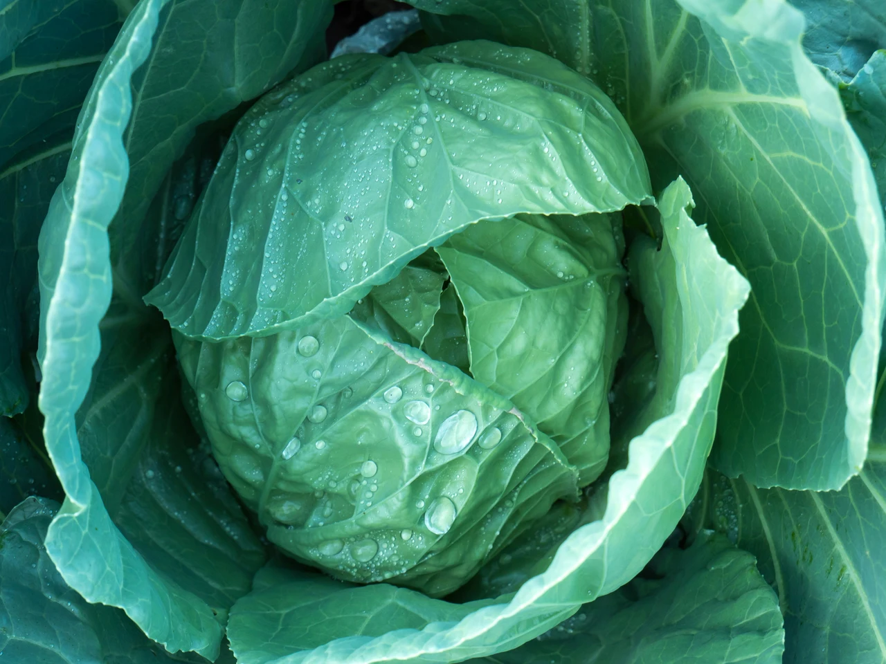 Come ottenere cavoli cappucci compatti grazie alla semina di maggio Immagine selezionata