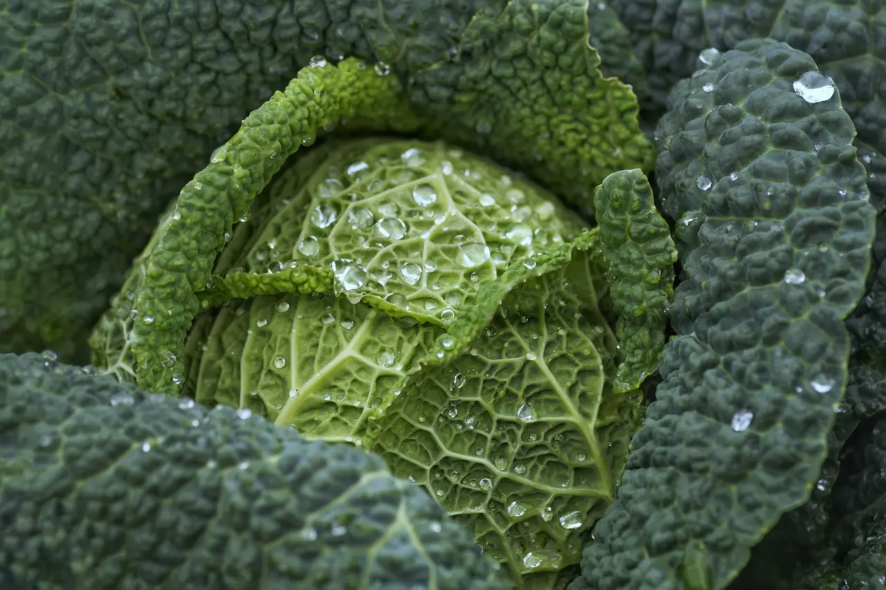 Come ottenere cavoli cappucci compatti grazie alla semina di maggio Immagine selezionata