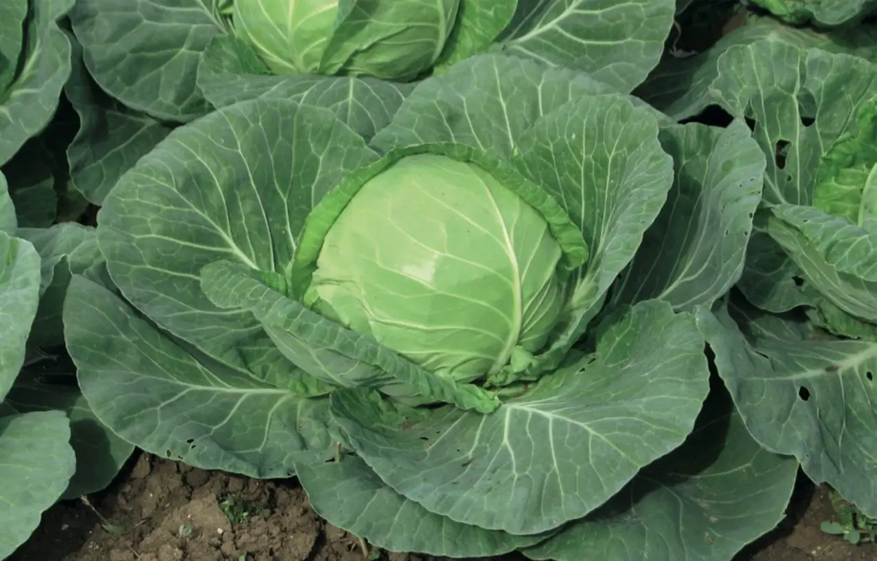 Come ottenere cavoli cappucci compatti grazie alla semina di maggio Immagine selezionata