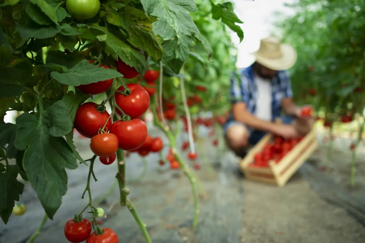 Come scegliere i supporti giusti per i tuoi pomodori nell'orto Immagine selezionata