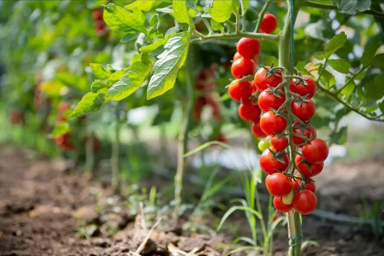 Come scegliere i supporti giusti per i tuoi pomodori nell'orto Immagine selezionata