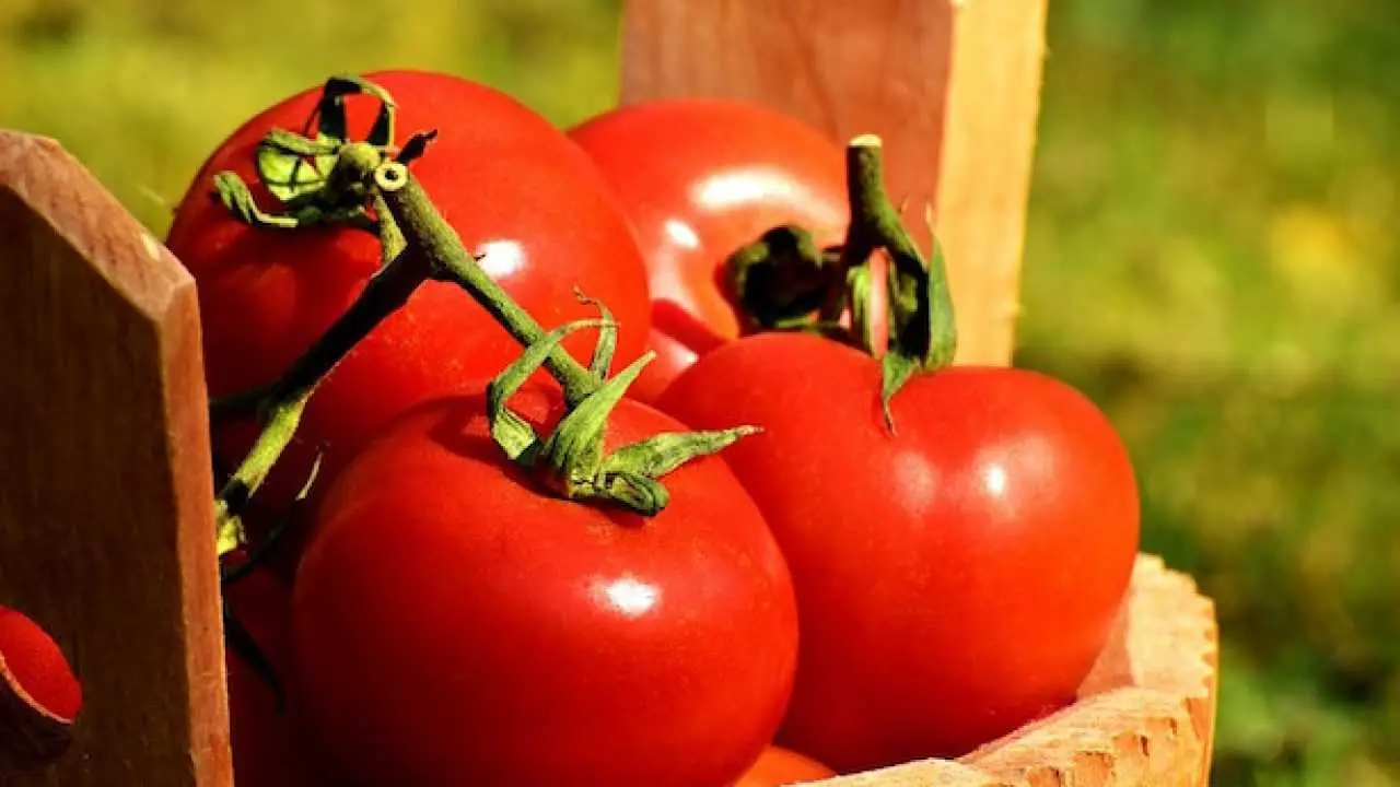 Come scegliere i supporti giusti per i tuoi pomodori nell'orto Immagine selezionata