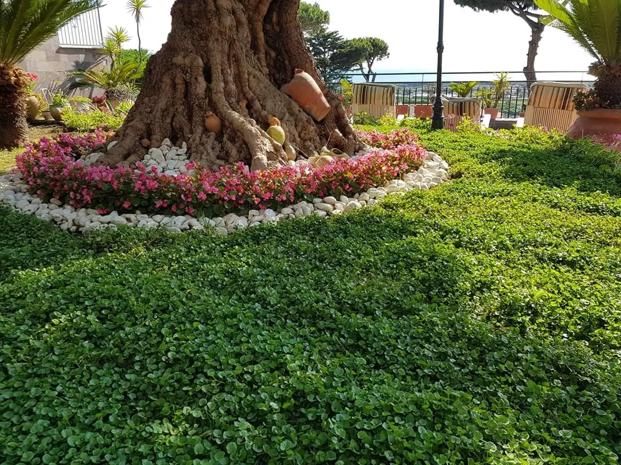 Come usare il sale grosso per eliminare le erbacce: questa la ricetta dei giardinieri Immagine selezionata