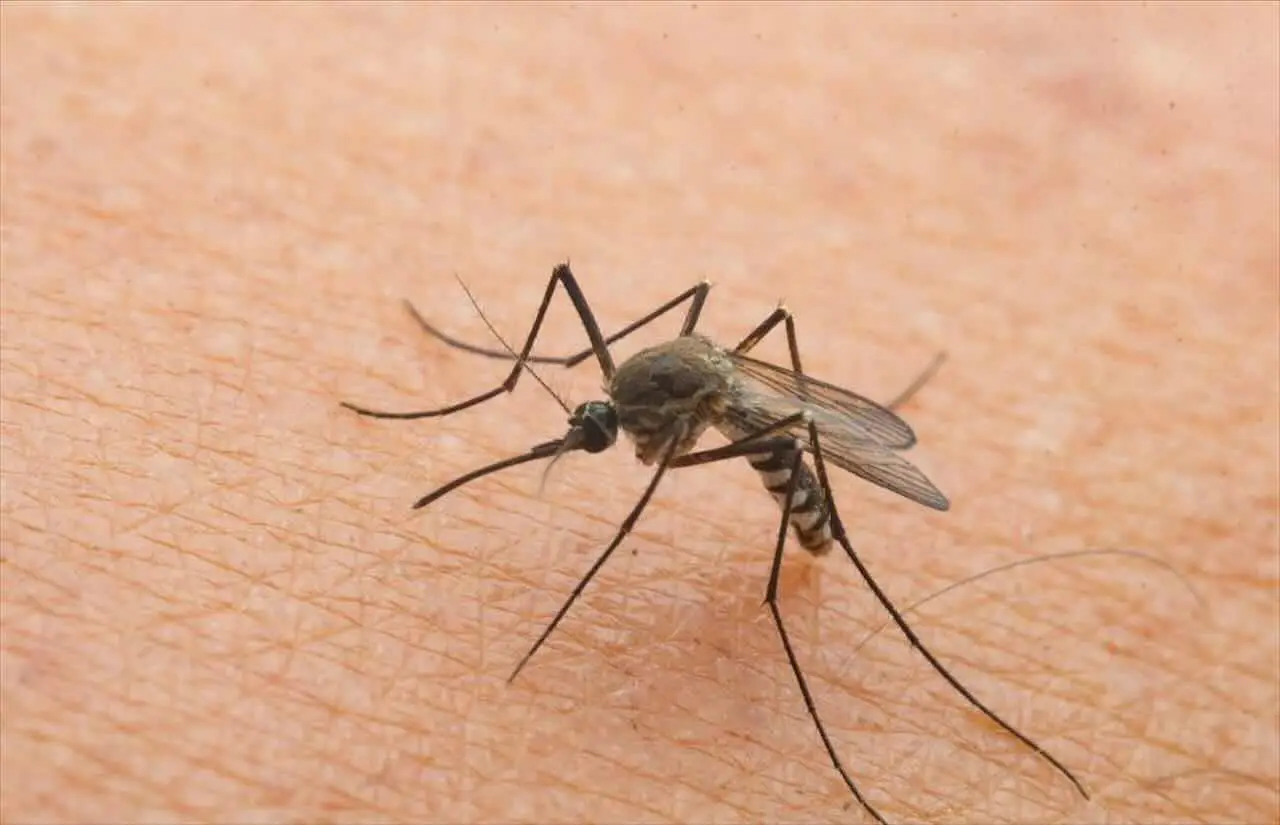 Repellente antizanzare efficace a costo zero e facile da preparare in casa Immagine selezionata