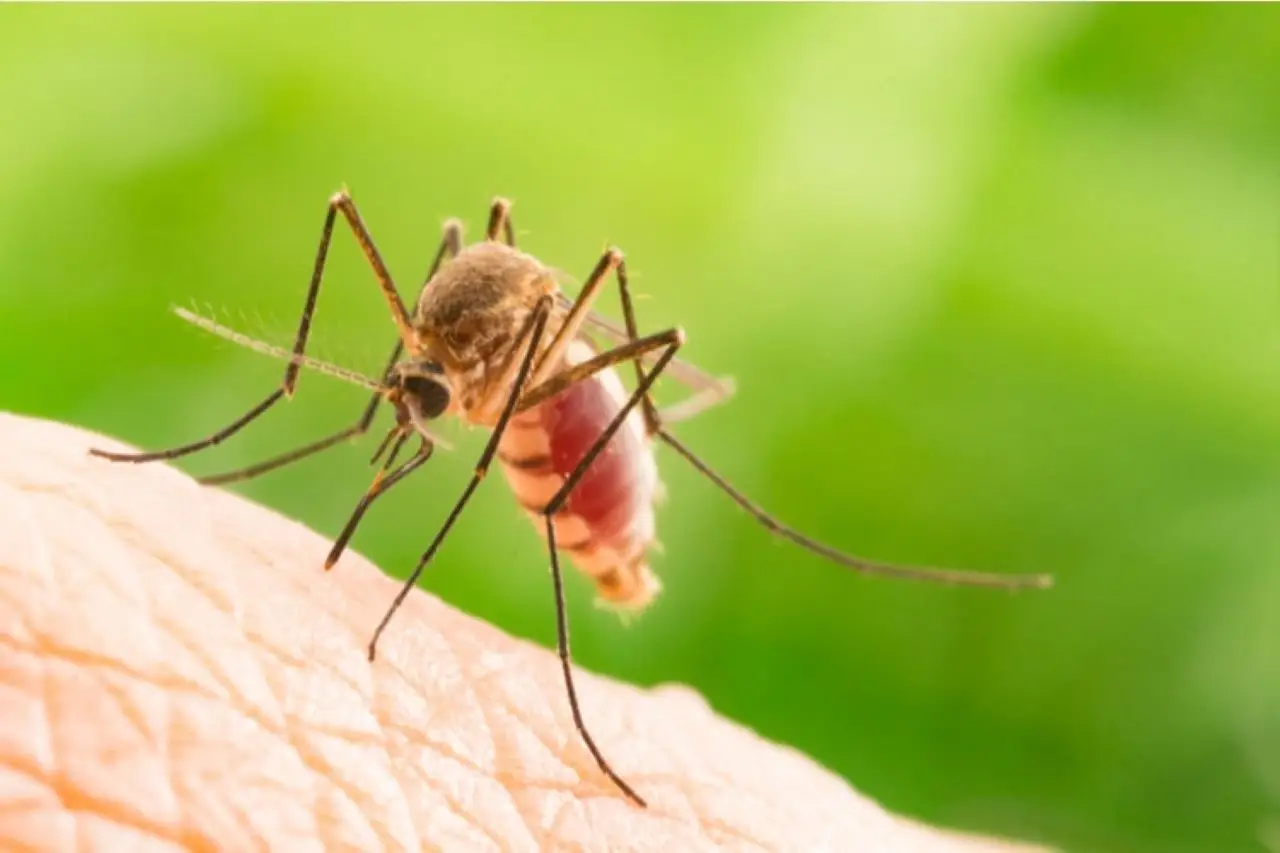 Repellente antizanzare efficace a costo zero e facile da preparare in casa Immagine selezionata